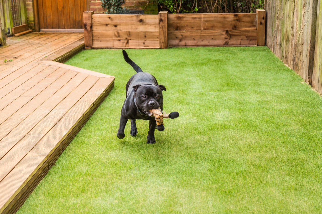 Pet-friendly turf in Nacogdoches, TX